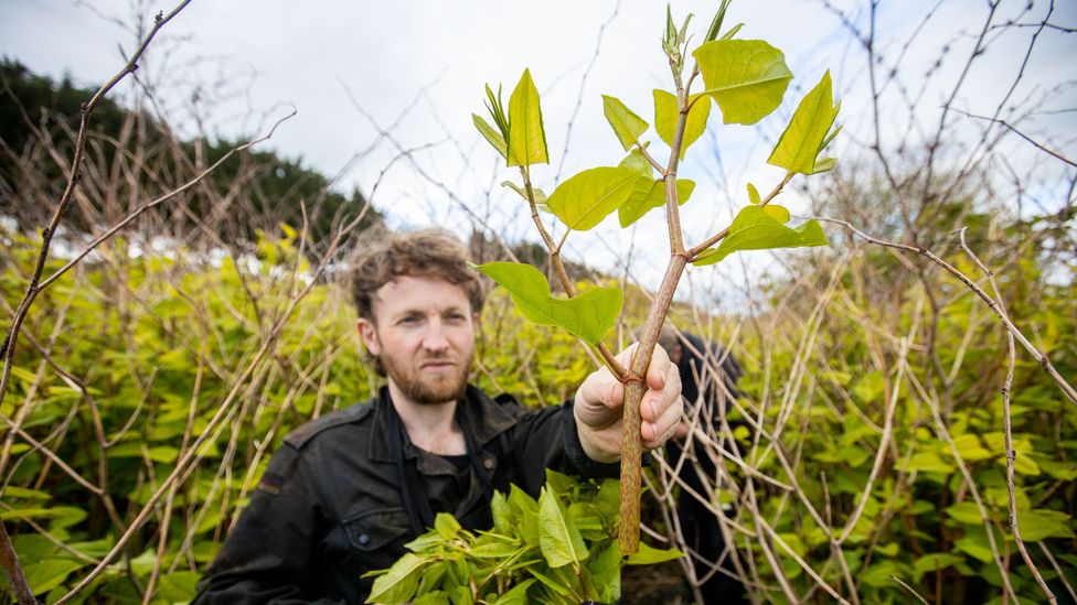 Doug McMaster turns Japanese knotweed, one of the world's most intractable invasives, into beer (Credit: Victor Frankowski)