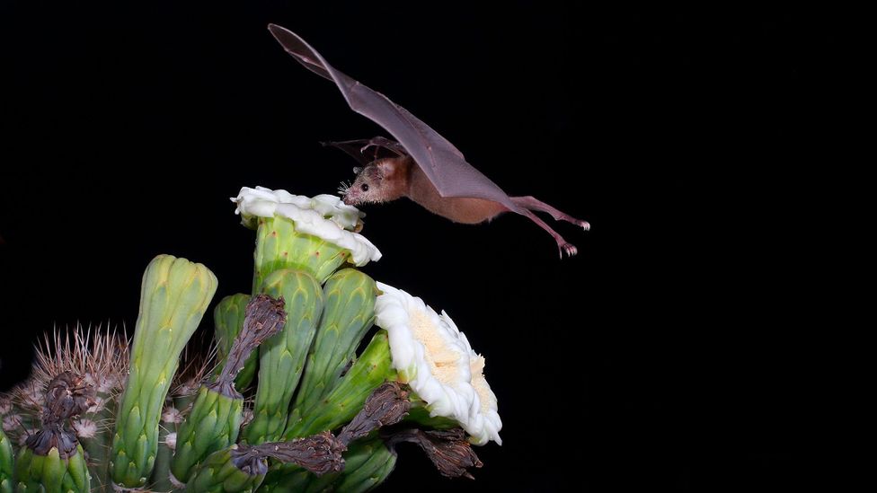 Pitcher plants receive additional fertiliser from the droppings of woolly bats (Credit: Getty Images)