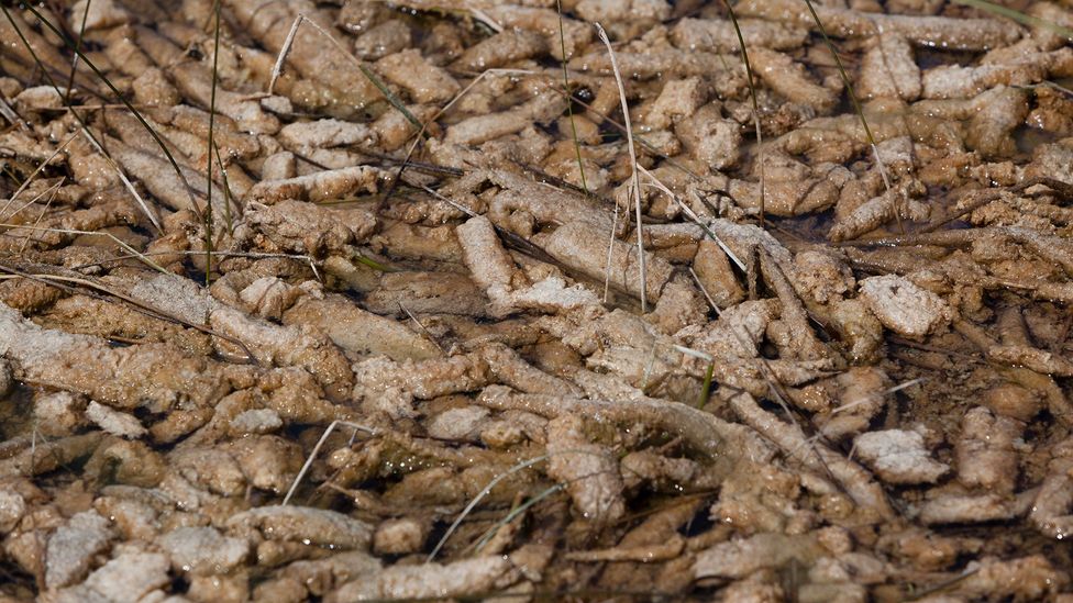 Periphytons are formed from a cross-species coupling of algae and fungi, together with plant detritus, microbes and bacteria (Credit: Getty Images)