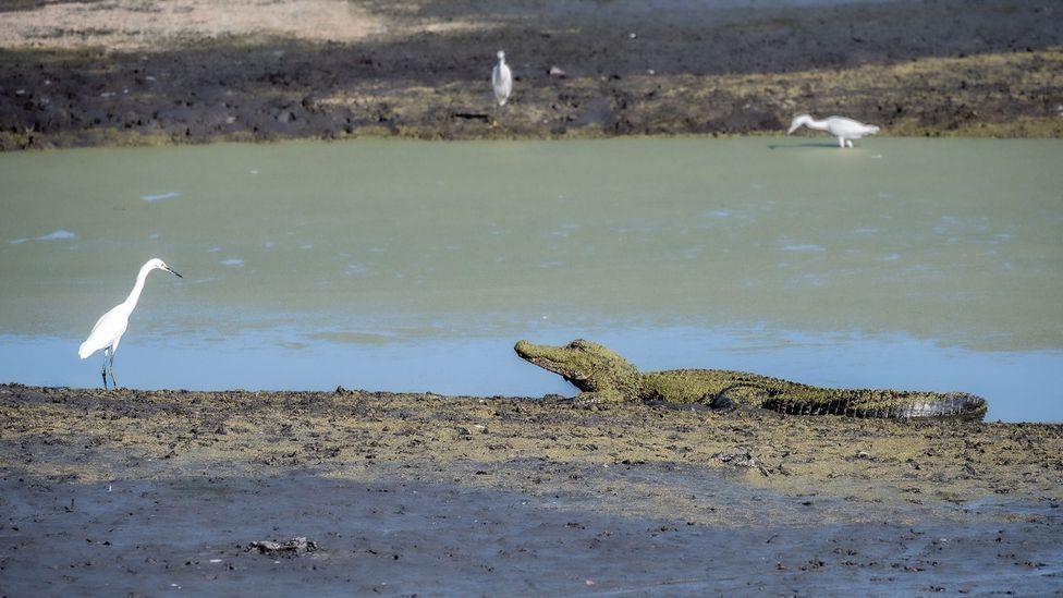 Somewhat counter-intuitively, long-legged wading birds can seek protection from predators by nesting above American alligators (Credit: Getty Images)