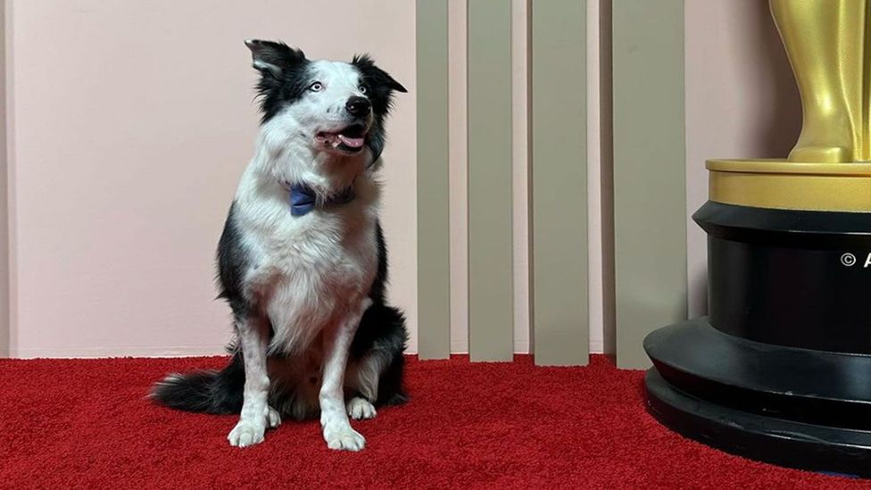 A picture of border collie Messi from Anatomy of the Fall at the Oscar nominees luncheon