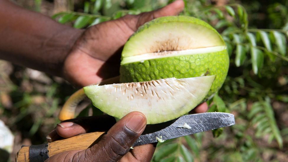 Photo of breadfruit