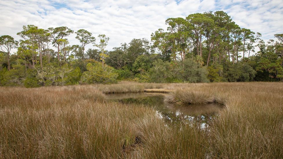 As early as 1687, formerly enslaved Black people headed south through swamps in search of freedom instead of north (Credit: Linda Burek/Alamy)