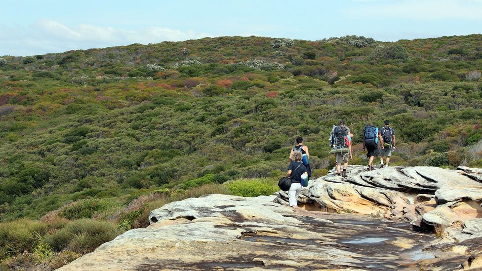 The heath-framed walking trails of the Royal Coast Track extend for 30km along the coast (Credit: Peter Sherratt/DPE)