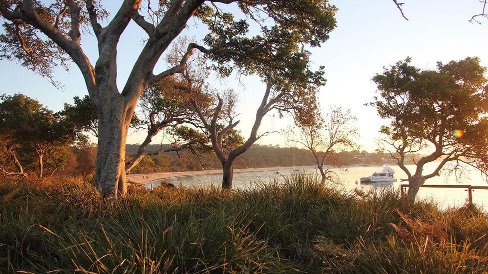 Royal National Park is home to more than 650 Aboriginal archaeological sites (Credit: Natasha Webb/DPE)