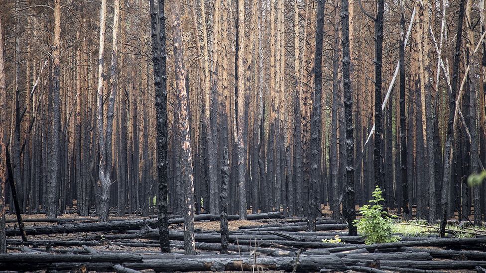 Around 2,000 environmentally protected areas in Ukraine have been under Russian occupation (Getty Images)