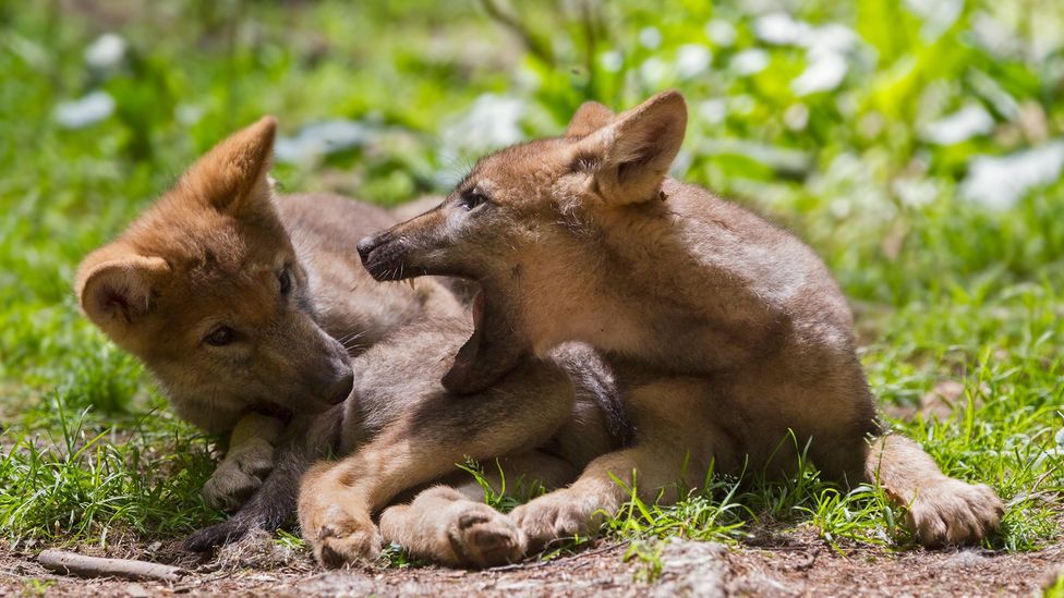 Wolves and other species related dogs also seem to share some of the traits related to play (Credit: Getty Images)