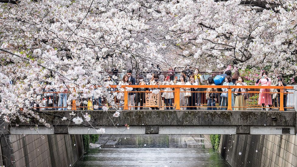 People takings photos of cherry blossoms under bridge in Japan