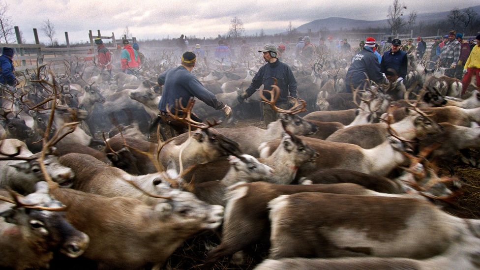 Some fear that traditional knowledge to do with reindeer herding, fishing and the Arctic landscape will vanish along with certain words (Credit: Getty Images)