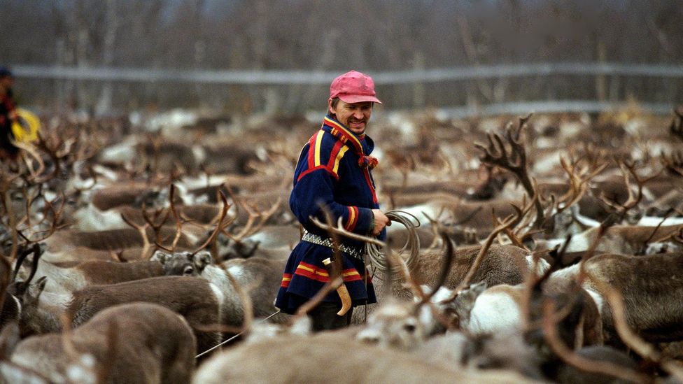 Sami reindeer herders use a highly specialised vocabulary related to reindeer, snow and weather conditions (Credit: Getty Images)