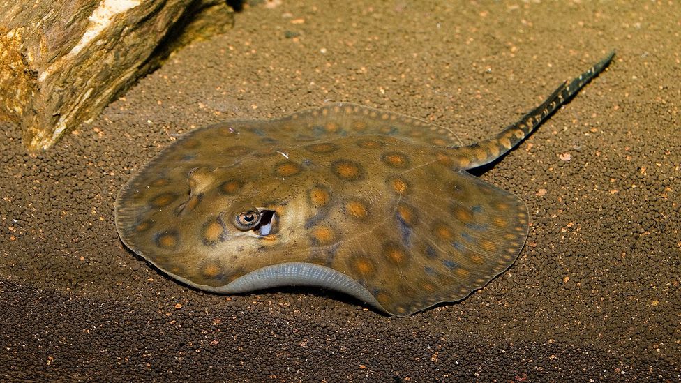 It is rare for vertebrates to undergo parthenogenesis, but a stingray in North Carolina appears to have fallen pregnant without a male (Credit: Getty Images)