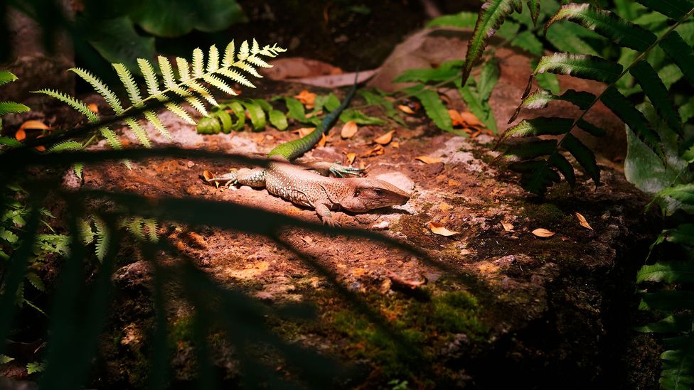 A Chihuahuan spotted whiptail lizard in woodland (Credit: Getty Images)