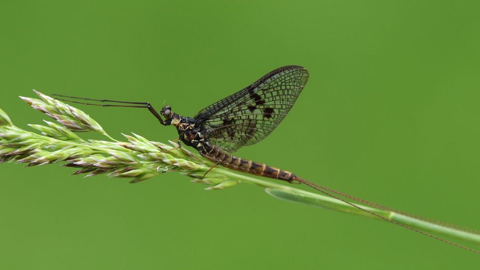 It is common for mayflies to reproduce through parthenogenesis (Credit: Getty Images)