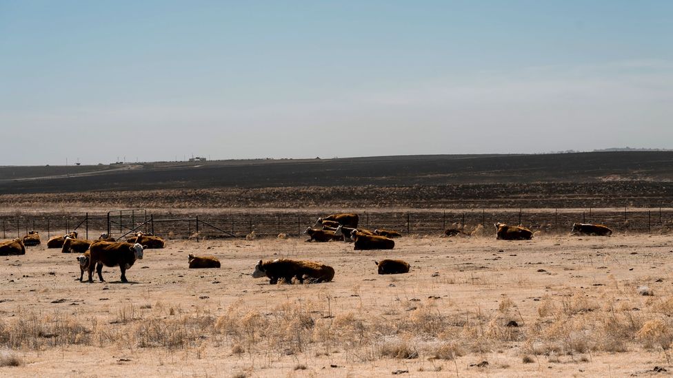 Higher temperatures and drought conditions in Texas are expected to increase the increase the severity, frequency, and extent of wildfires in the future (Credit: Getty Images)