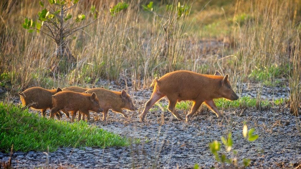 A family of feral pigs in Florida, US (Credit: Getty Images)