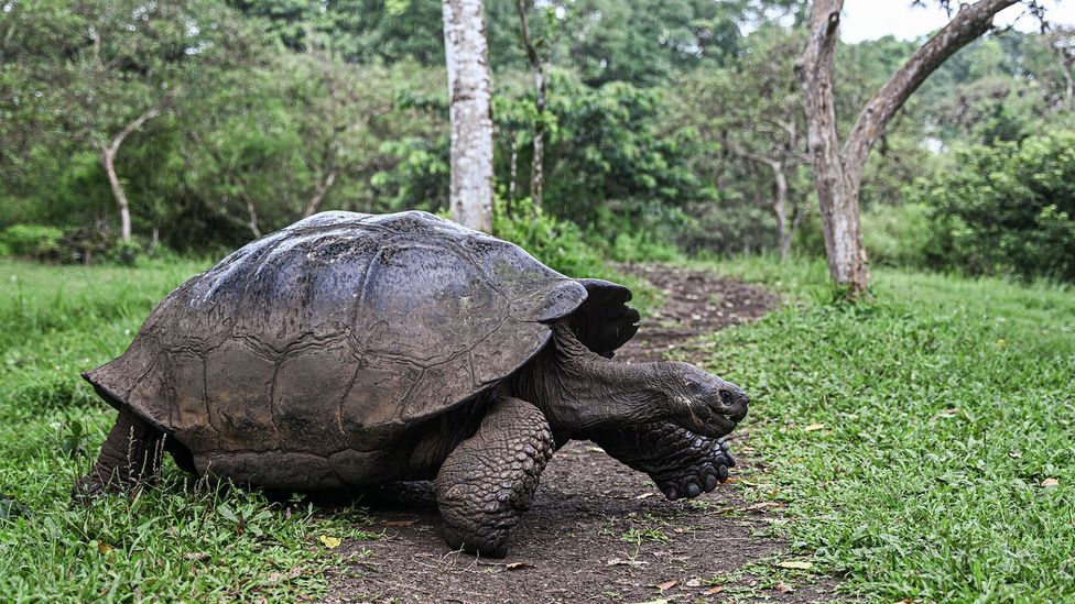 In 2017, giant Galapagos tortoises reacted dramatically to the eclipse –seeing it as a cue to mate (Credit: Getty Images)