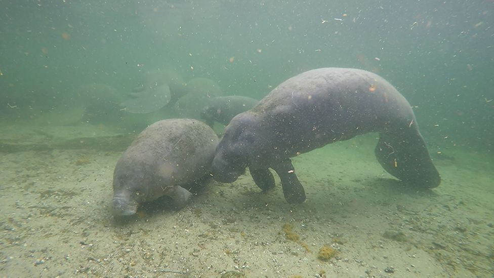 Florida's manatees are addicted to power plants. Scientists are weaning