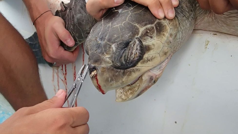 When researchers removed a plastic straw from an olive ridley turtle's nose, the video went viral (Credit: Christine Figgener)