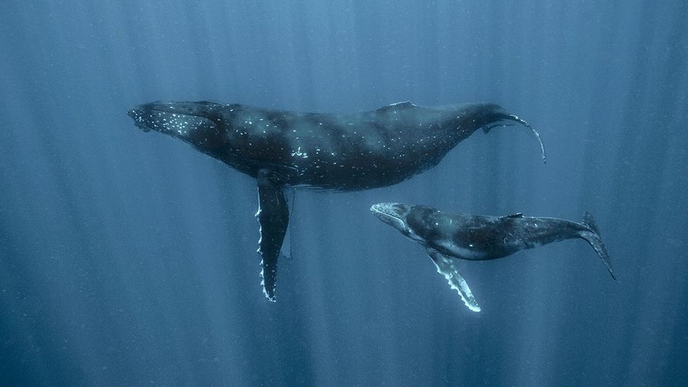 A humpback whale and her calf (Credit: Jodi Frediani)