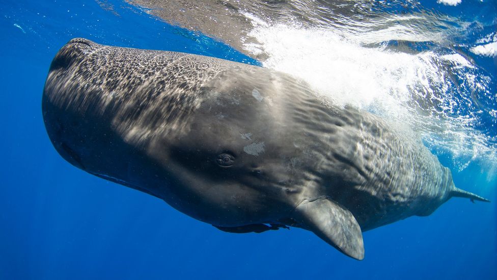 The scientists learning to speak whale - BBC Future