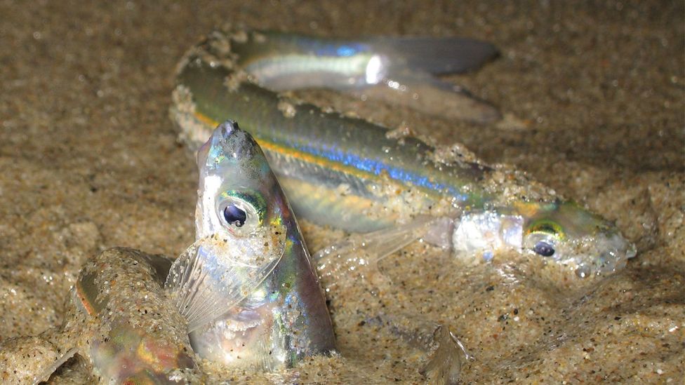 Grunion have a remarkable mating ritual that involves crawling out of the sea onto the beach (Credit: Doug Martin)