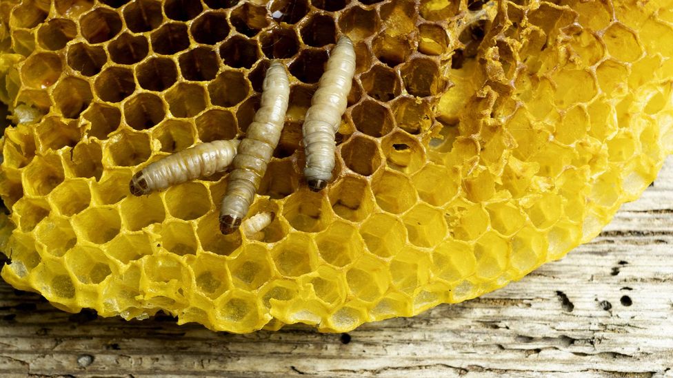 Waxworms in honeycomb (Credit: Getty Images)