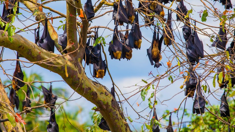 The megabat that's gone forever - BBC Future