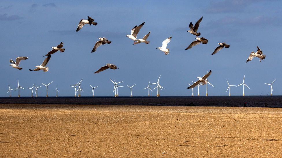 Seagulls take flight on a beach in front of a wind farm (Credit: Getty Images)