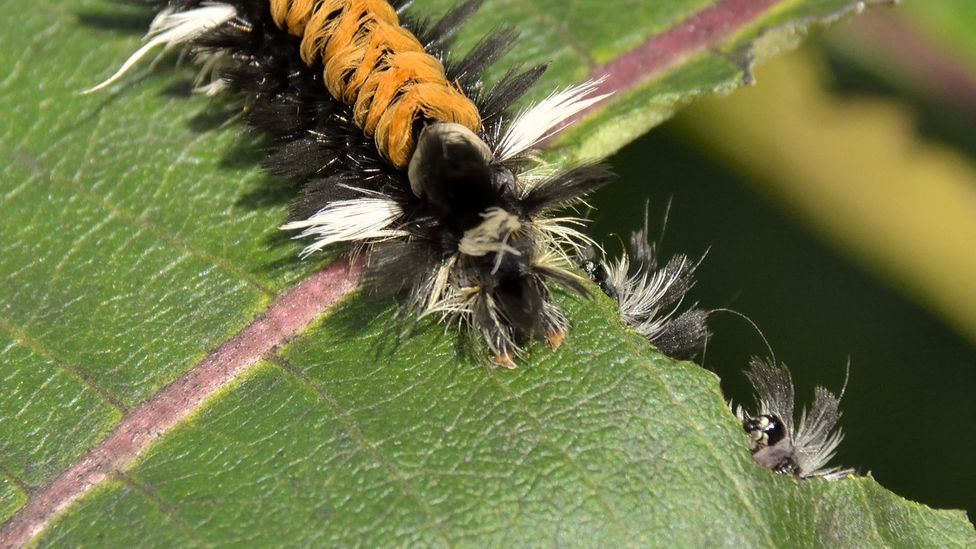 Why You Should Let Insects Eat Your Plants - Bbc Future