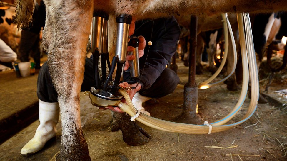 Unpasteurised milk is more likely to contain a range of harmful disease-causing pathogens (Credit: Getty Images)