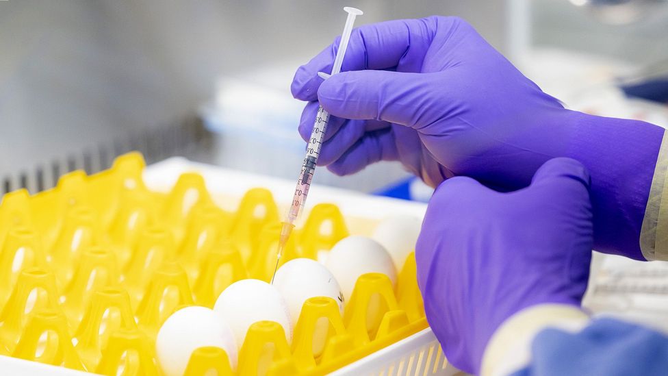 Eggs being vaccinated in a lab to incubate a weakened form of the virus (Credit: Getty Images)