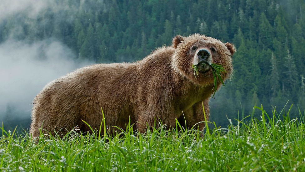 A grizzly bear eats grass in Canada (Credit: Getty Images)