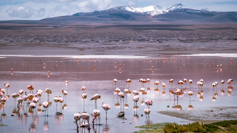 The Lagunas Route stretches 400km through otherworldly terrain dotted with flamingos (Credit: Michnus Olivier) The Lagunas Route stretches 400km through otherworldly terrain dotted with flamingos (Credit: Michnus Olivier)