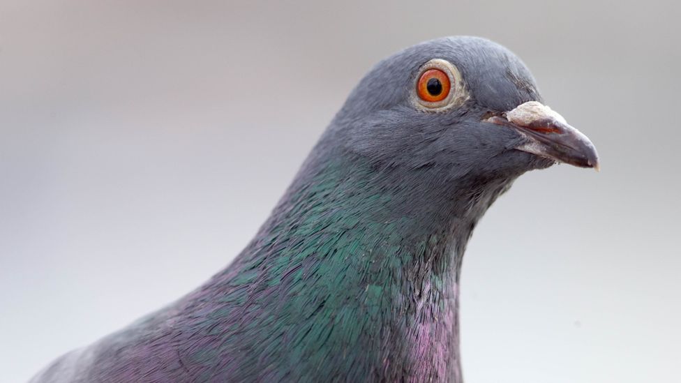 Why do people persecute city pigeons? - BBC Future