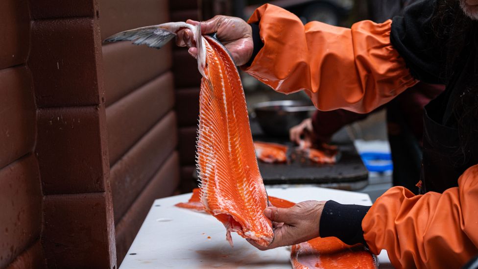 Native Alaskans are turning more to other species – like duck or beaver – to supplement their diet (Credit: Della Stroh) Native Alaskans are turning more to other species – like duck or beaver – to supplement their diet (Credit: Della Stroh)