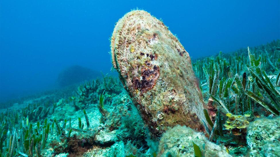 A noble fan mussel in its ocean habitat (Credit: Getty Images)