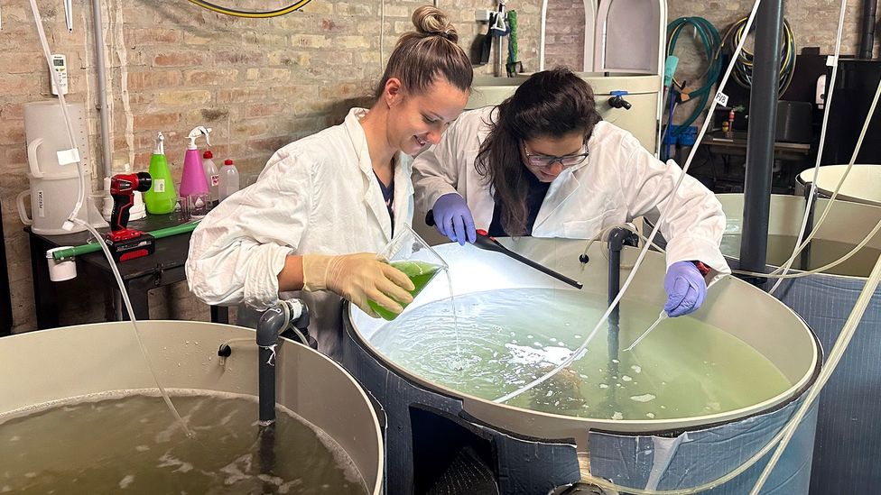 In Pula Aquarium, Croatia, larger noble fan shells are transferred to a tank (Credit: Ilenia Sudulić) In Pula Aquarium, Croatia, larger noble fan shells are transferred to a tank (Credit: Ilenia Sudulić)