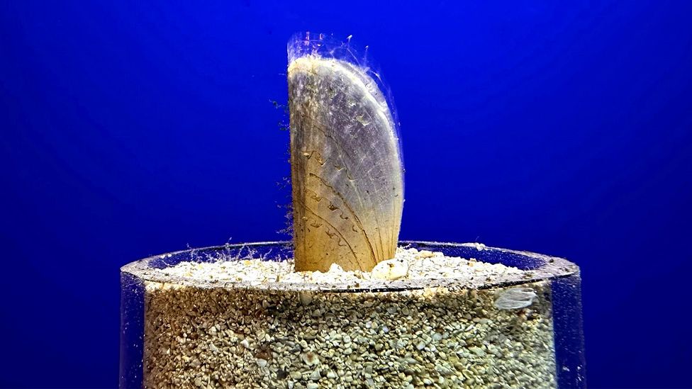 Pula Aquarium last year celebrated the second birthday of a noble fan mussel it has called Morana (Credit: Ilenia Sudulić) Pula Aquarium last year celebrated the second birthday of a noble fan mussel it has called Morana (Credit: Ilenia Sudulić)