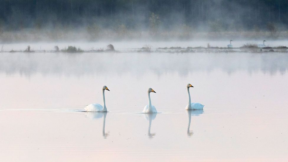 Three swans in on the water Linnunsuo wetland, in Finland (Credit: Mika Honkalinna)