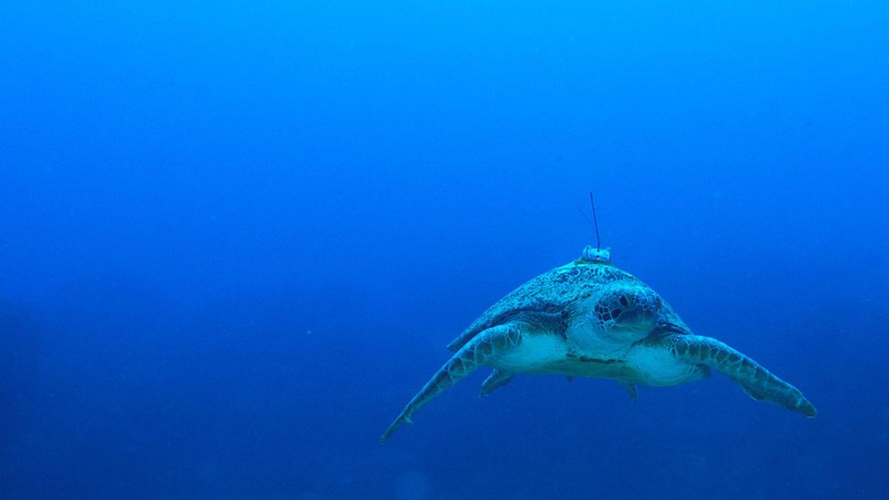 A green turtle swims in the ocean with a satellite tag attached to its back (Credit: Thiege Rodrigues)