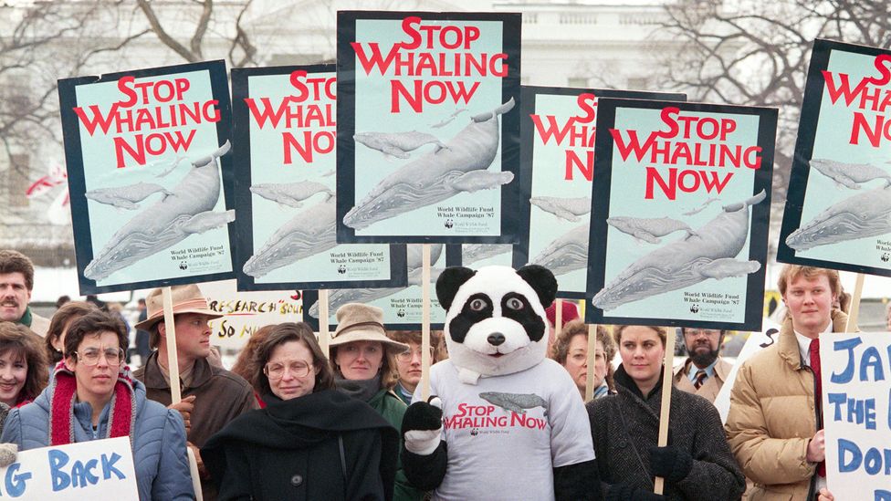 Environmentalists demonstrate near the White House in 1988 against Japan's whaling fleet (Credit: Getty Images) Environmentalists demonstrate near the White House in 1988 against Japan's whaling fleet (Credit: Getty Images)
