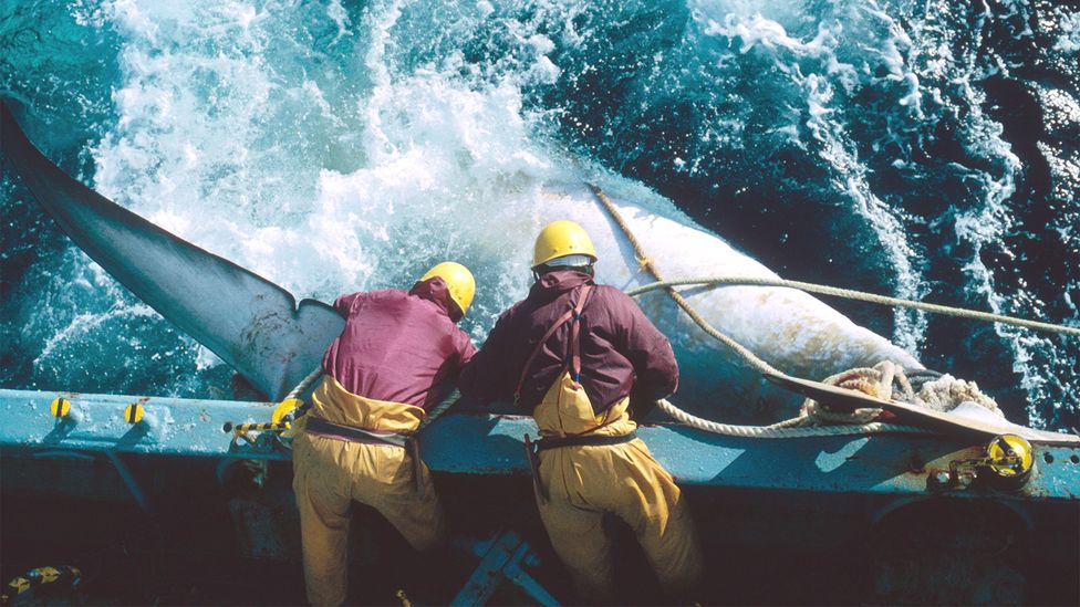 A moratorium on commercial whaling was implemented by the International Whaling Committee in 1982, although some countries still allow it today (Credit: Getty Images) A moratorium on commercial whaling was implemented by the International Whaling Committee in 1982, although some countries still allow it today (Credit: Getty Images)