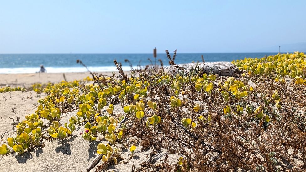 Native wildflowers are now growing on Santa Monica Beach, which help sand dunes form to protect the beach from erosion and flooding (Credit: Lucy Sherriff) Native wildflowers are now growing on Santa Monica Beach, which help sand dunes form to protect the beach from erosion and flooding (Credit: Lucy Sherriff)