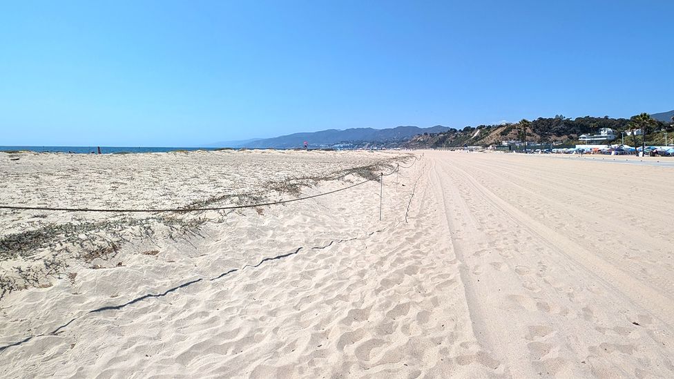 The contrast between the restored habitat and the flat, empty beach can be clearly seen on a segment of Santa Monica Beach (Credit: Lucy Sherriff) The contrast between the restored habitat and the flat, empty beach can be clearly seen on a segment of Santa Monica Beach (Credit: Lucy Sherriff)