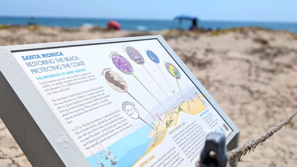The Bay Foundation has erected information boards to educate beachgoers who have, so far, been respectful of the restoration efforts, says Ford (Credit: Lucy Sherriff) The Bay Foundation has erected information boards to educate beachgoers who have, so far, been respectful of the restoration efforts, says Ford (Credit: Lucy Sherriff)