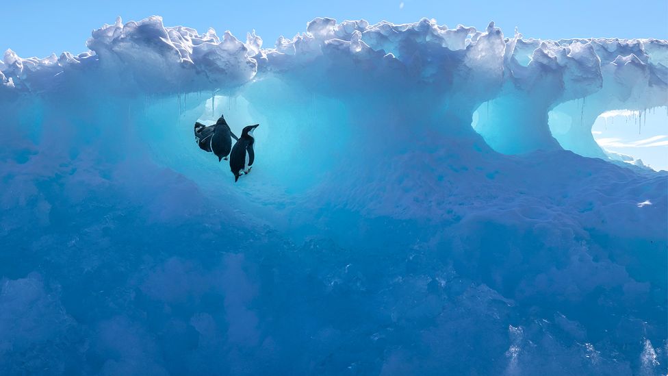 Icebergs provide an important source of minerals to the ocean that can attract a wide range of life who come to feed around them (Credit: Getty Images) Icebergs provide an important source of minerals to the ocean that can attract a wide range of life who come to feed around them (Credit: Getty Images)