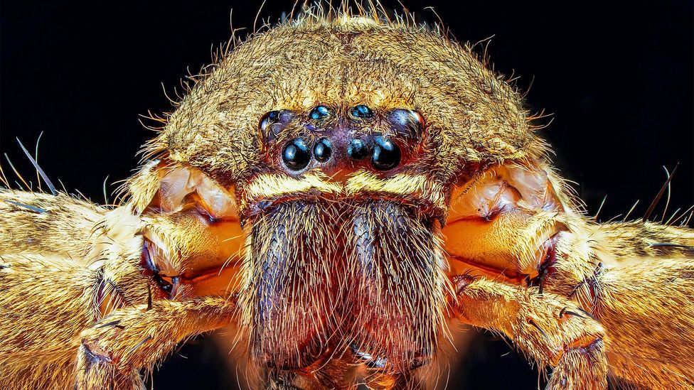 A close up of a huntsman spider, Heteropoda venatoria (Credit: Alamy)