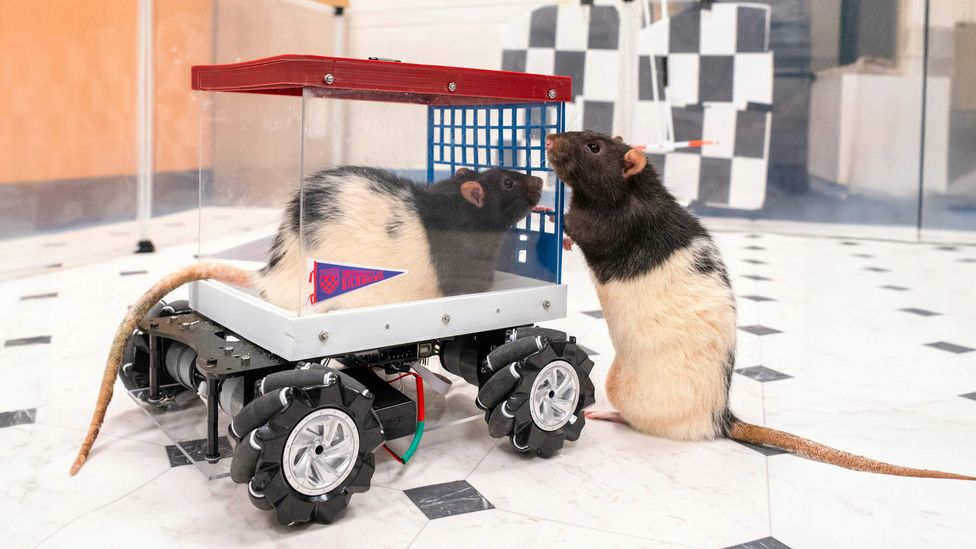 The way rats have adapted to driving these miniature cars shows how their brains adapt to learning new skills (Credit: University of Richmond)