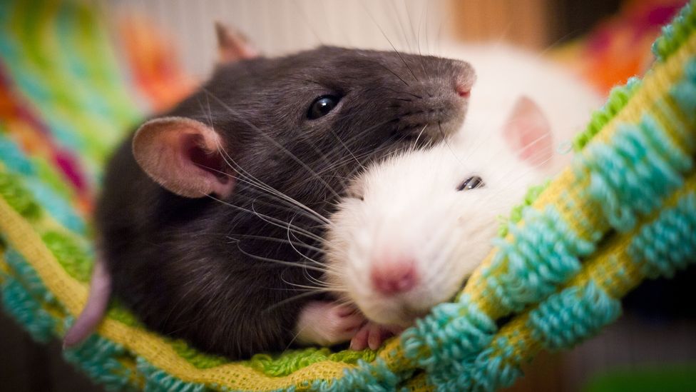 Rats that were forced to wait for rewards showed more optimistic traits than those who received it immediately, research suggests (Credit: Getty Images)