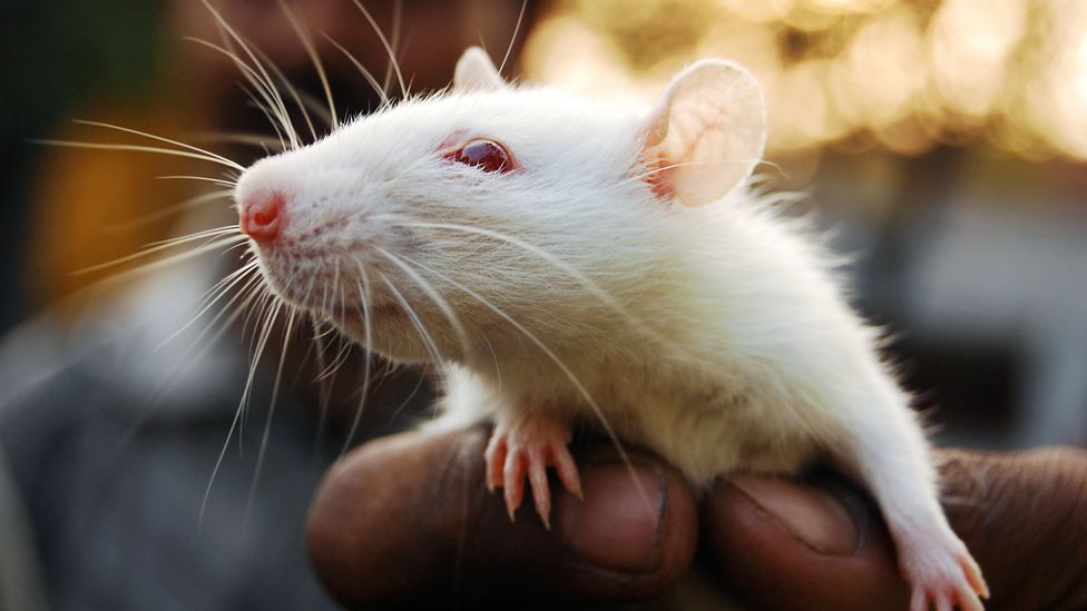 Rats who were in low-stress environments retuned their brain's reward circuits, making them respond more positively to new experiences (Credit: Getty Images)